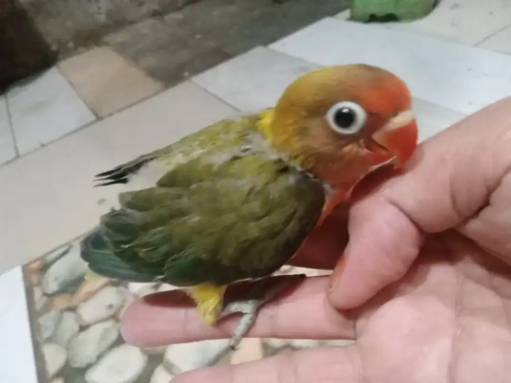 LOVEBIRD BALIBU BETINA