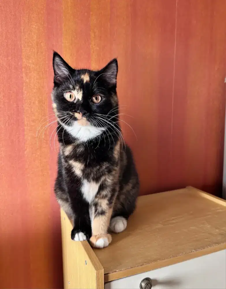 Lepas adopt BSH British Short Hair