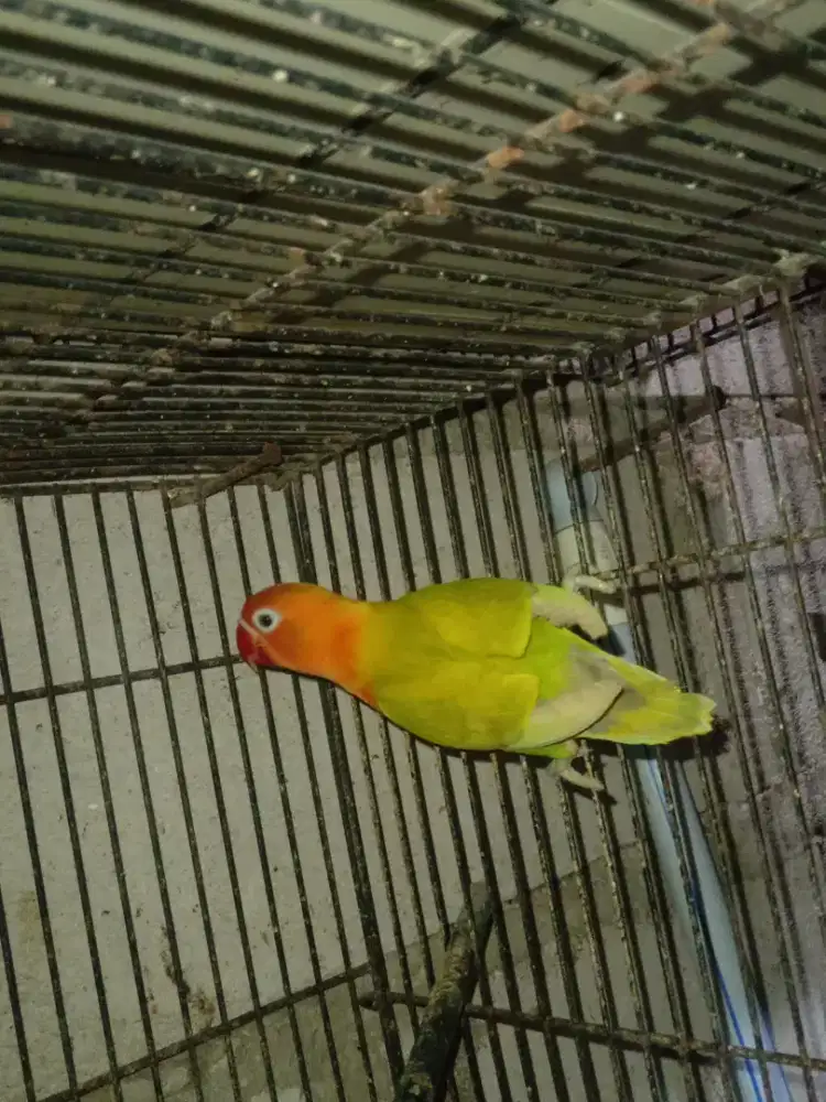 LOVEBIRD BETINA DEWASA