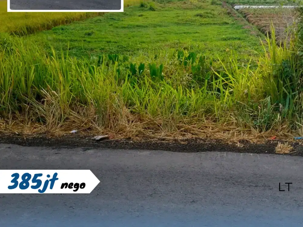 Sawah Pertanian di Trasan, Juwiring