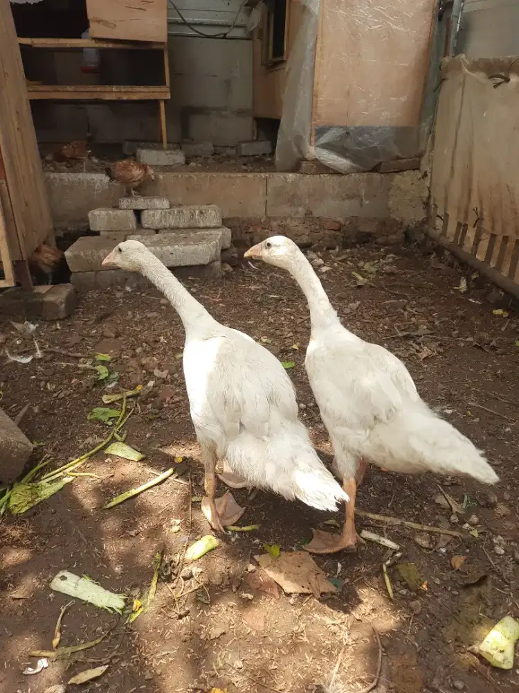Sepasang anakan soang putih