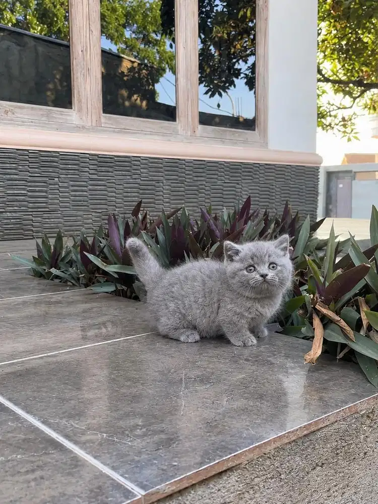 Kucing munchkin british shorthair kitten bsh cebol