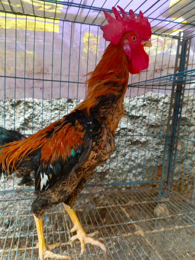 JUAL AYAM JAGO KAMPUNG