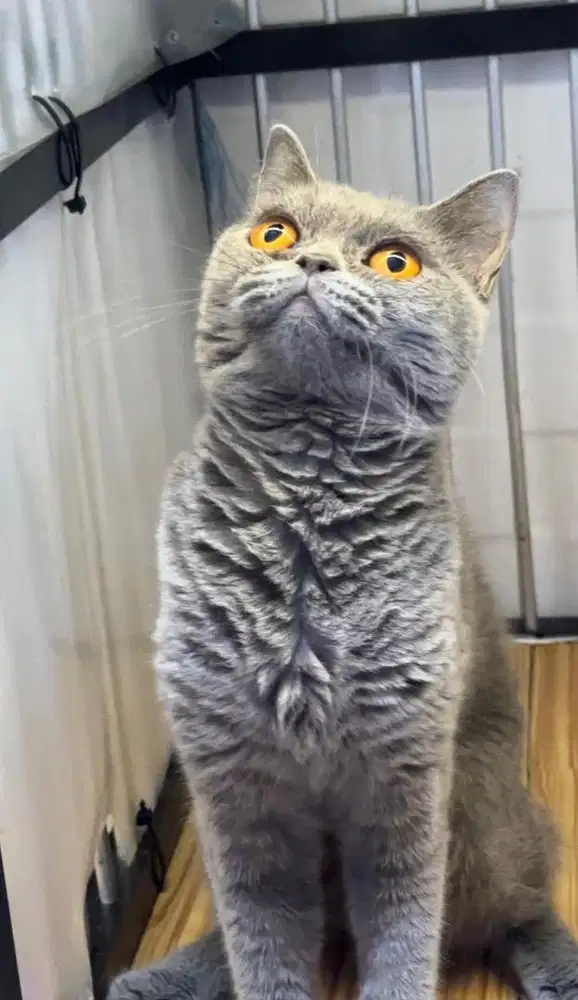 Kucing indukan British shorthair betina proven
