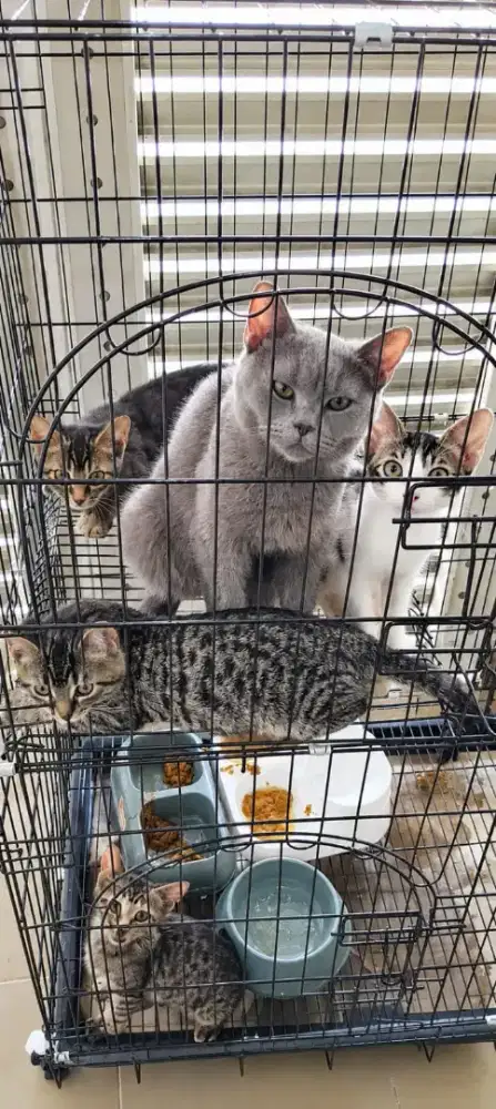 Kucing Ras BSH bagus