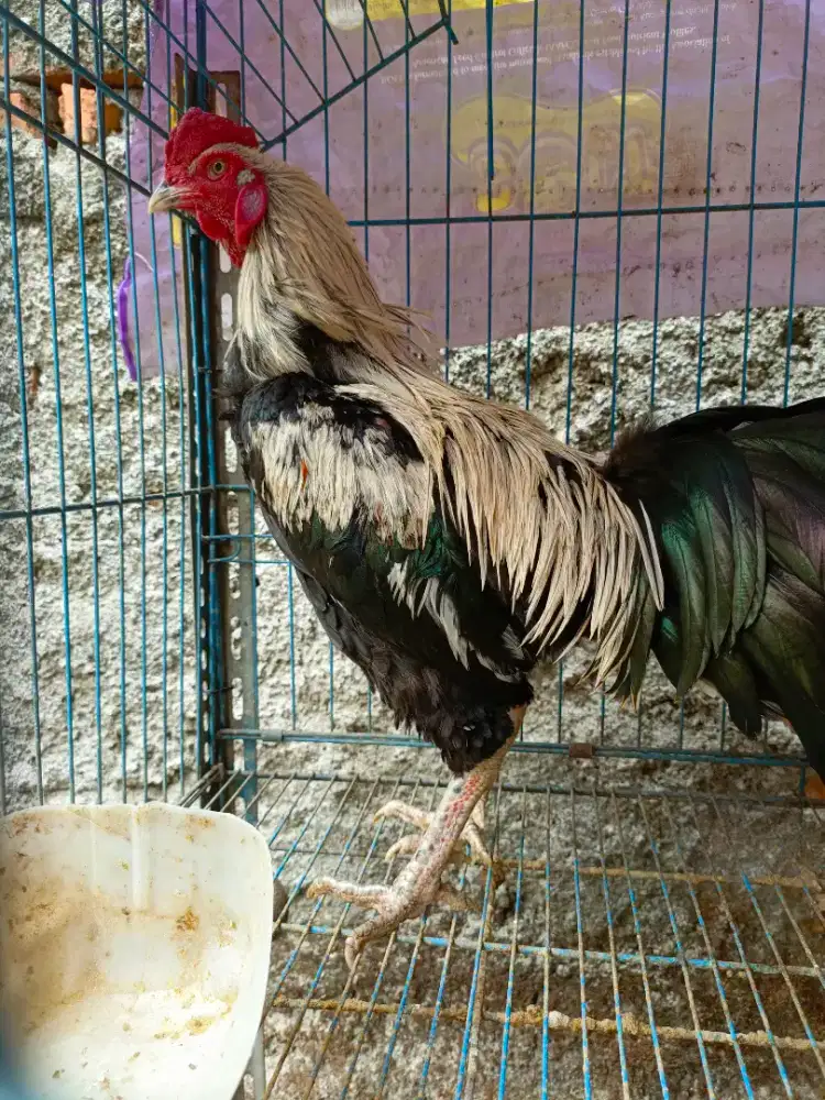 JUAL AYAM JAGO KAMPUNG