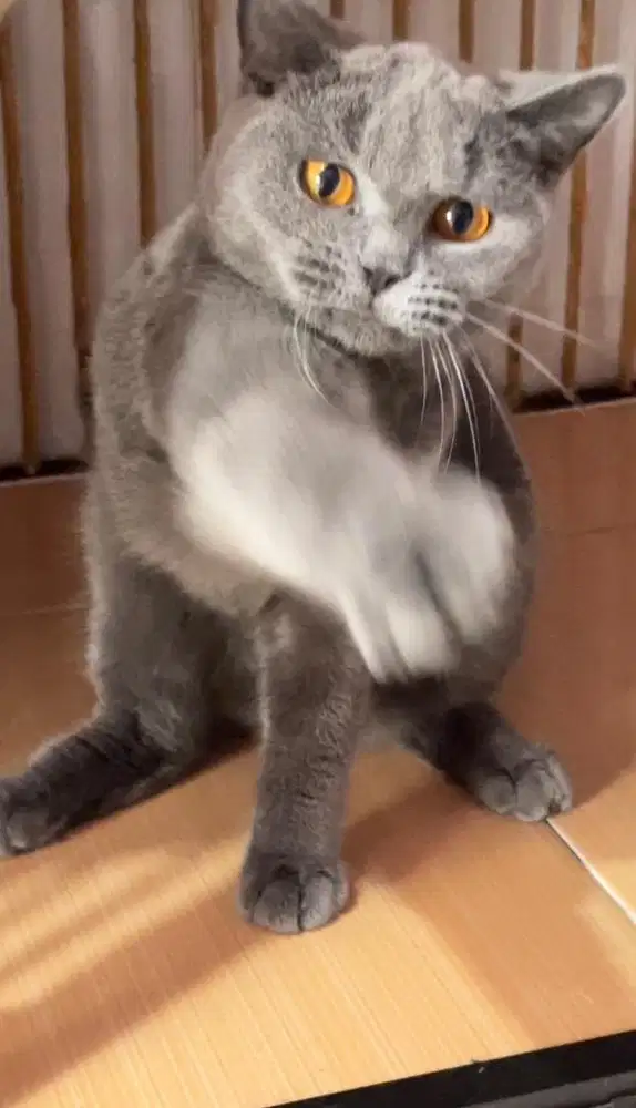 Kucing indukan british shorthair betina proven