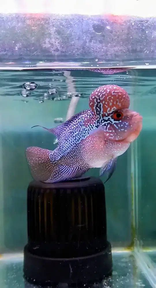 Ikan louhan srd cencu