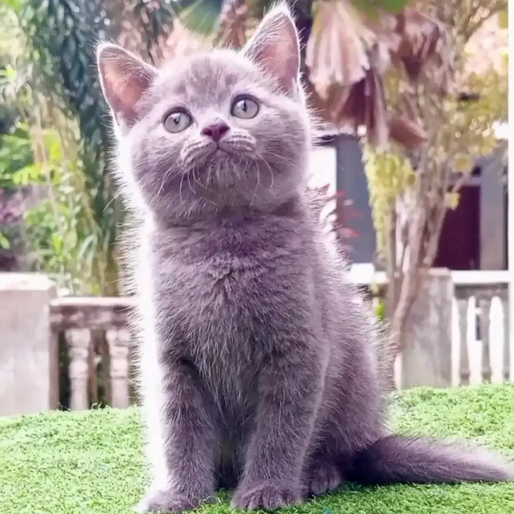 British Shorthair BSH kitten