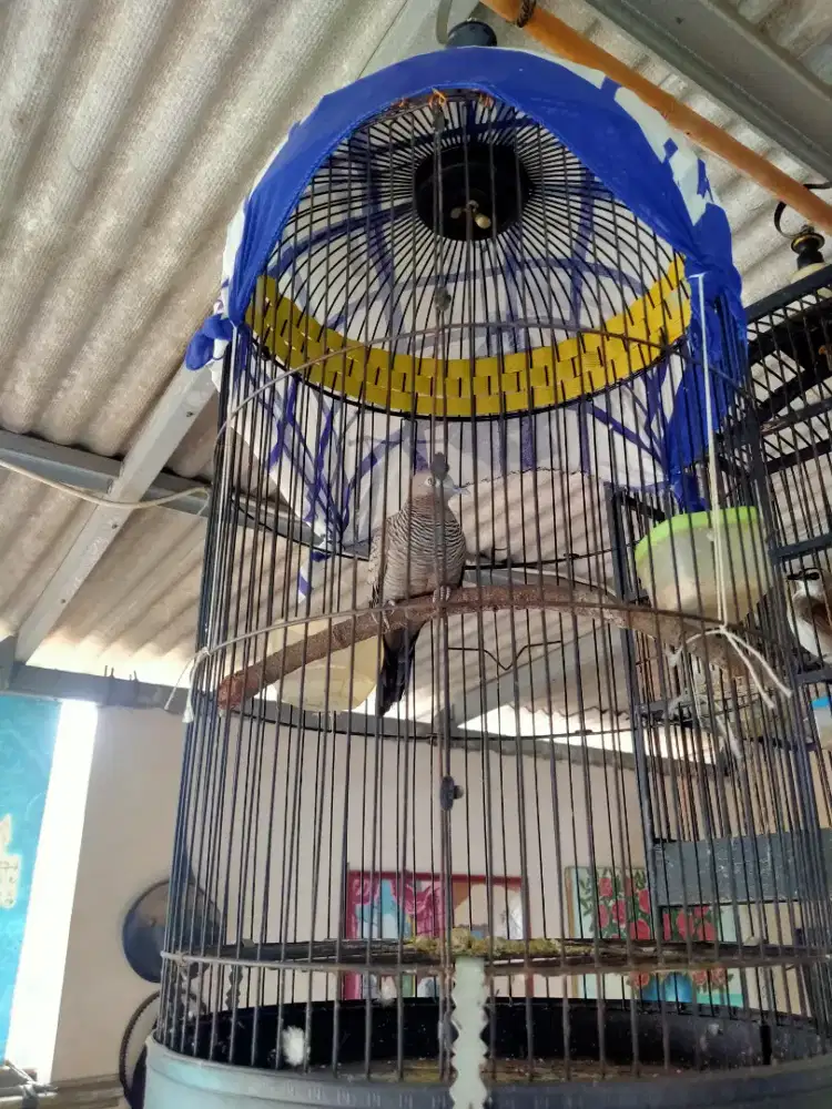 Jual perkutut cemani gacor