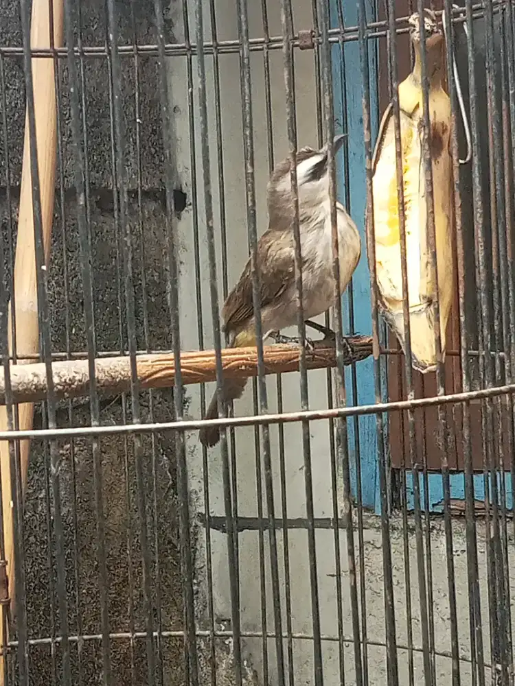 Burung crukcuk jantan