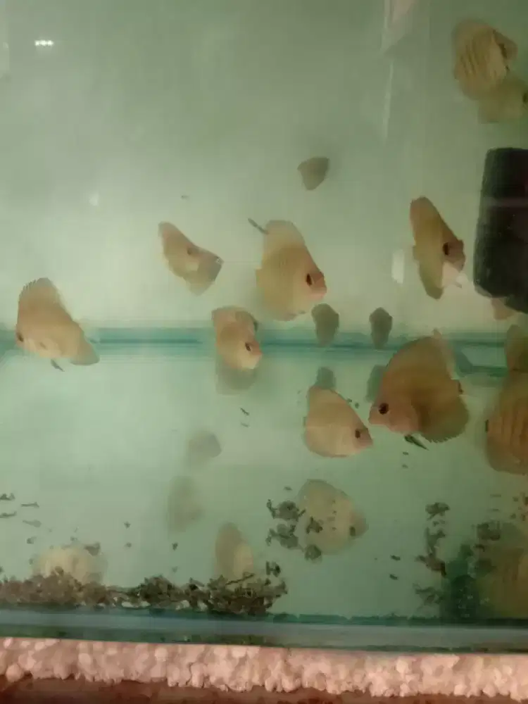 Anakan ikan discus