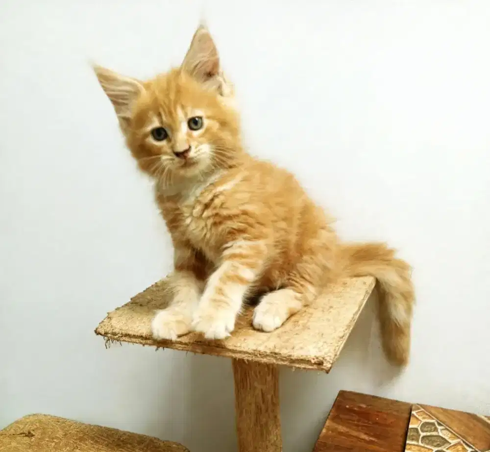 Kitten MaineCoon Jantan Pure No mix. Induk Ped Cfa Show Quality