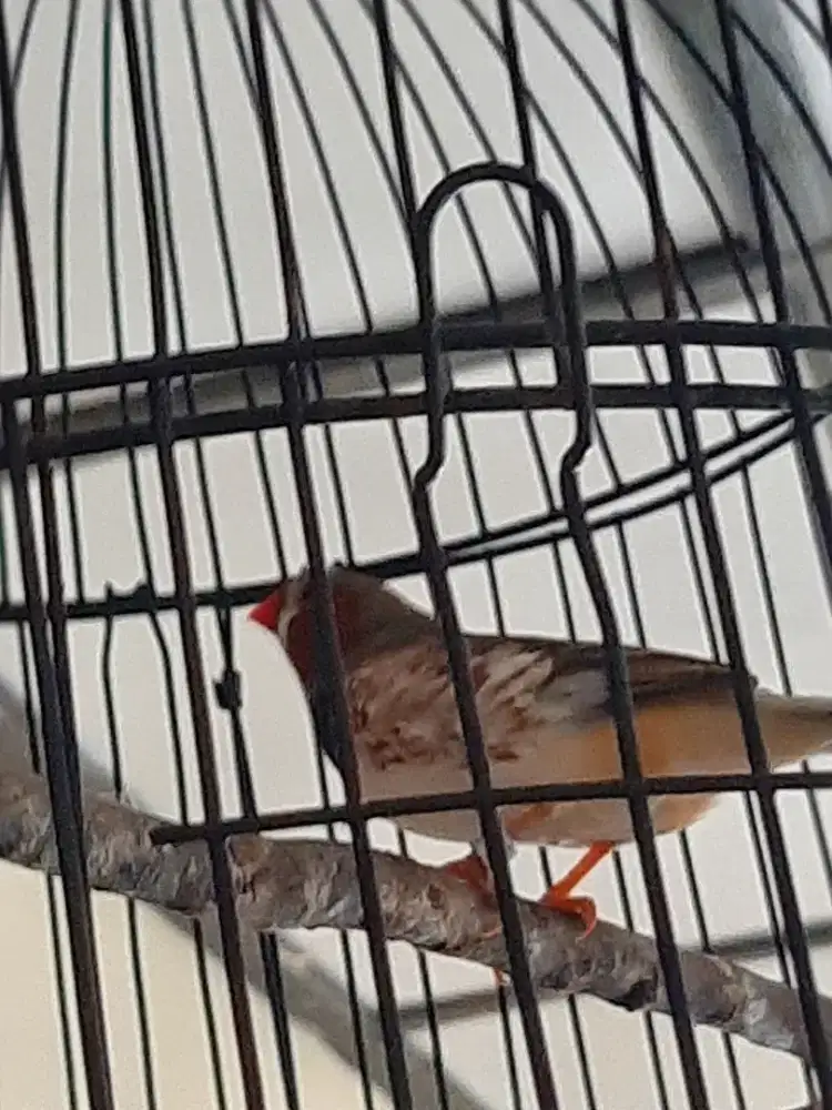 Burung zebra f.jantan