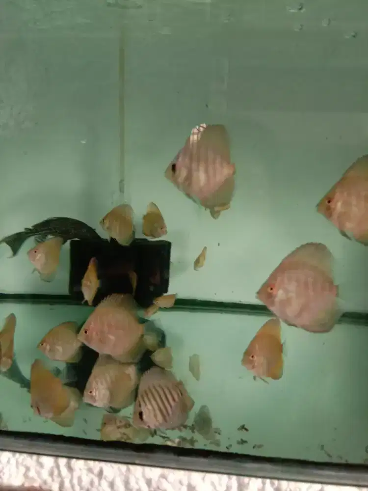 Anakan ikan discus pigeon