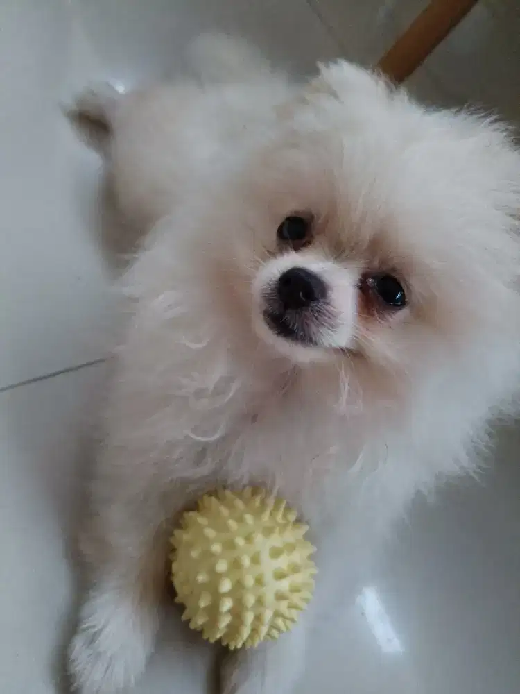 Dijual pupy jenis pomp betina 5 bulan