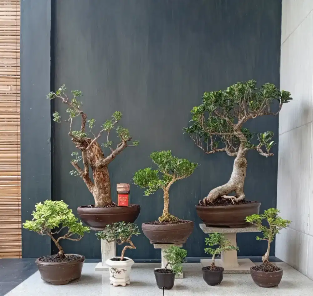 Borong murah bonsai hias mini