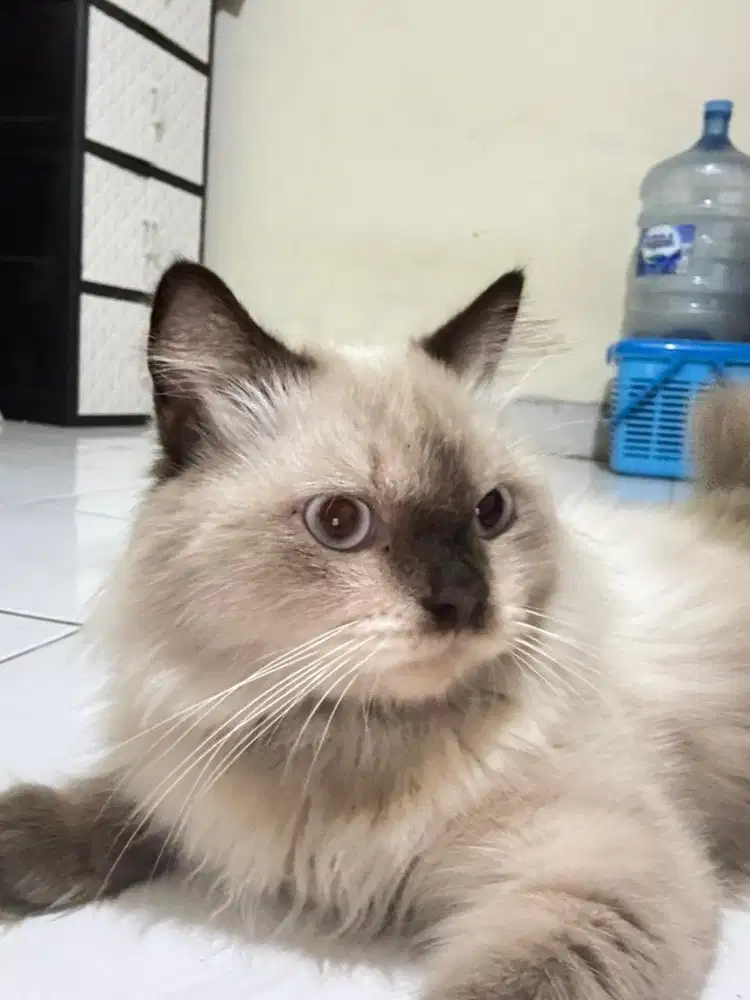 kucing ragdoll jantan