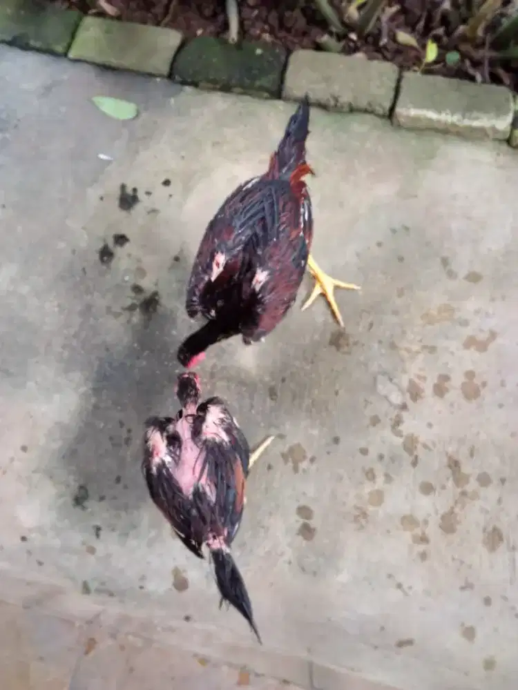 Ayam Bangkok klasik  2 ekor trah bagus