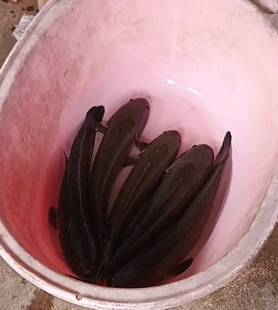 Ikan Gabus Per Kg