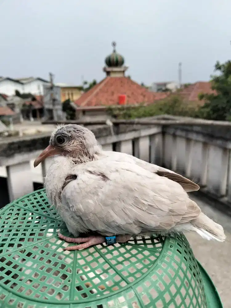 Lolohan tekukur,derkuku warna silver