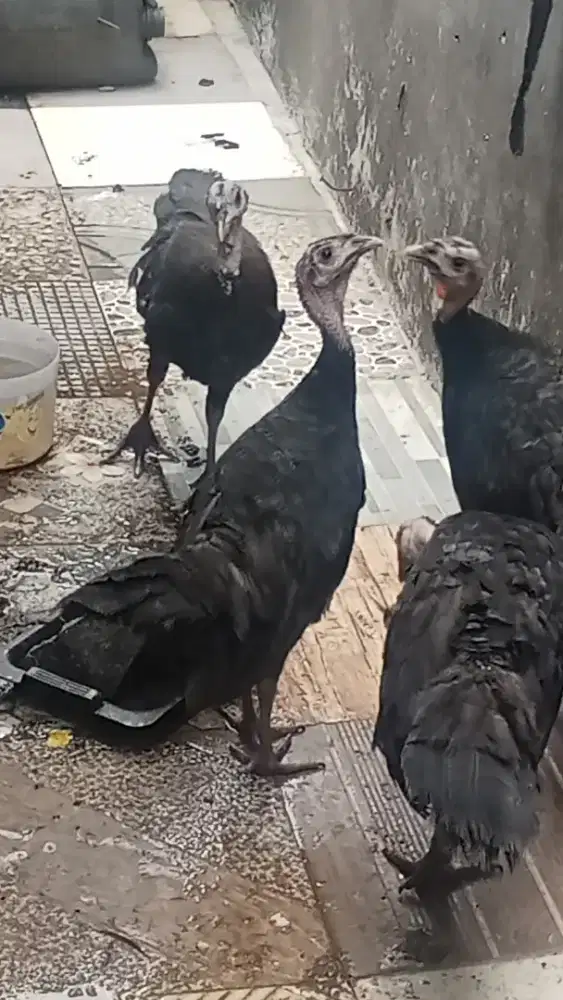 Borong ayam kalkun muda