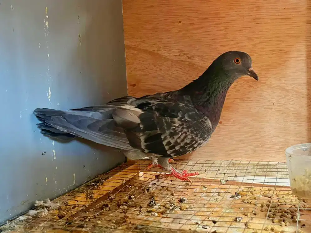Burung Dara Merpati