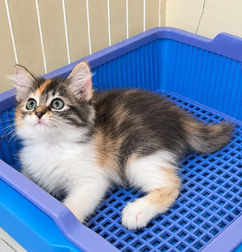 Persia calico lucu