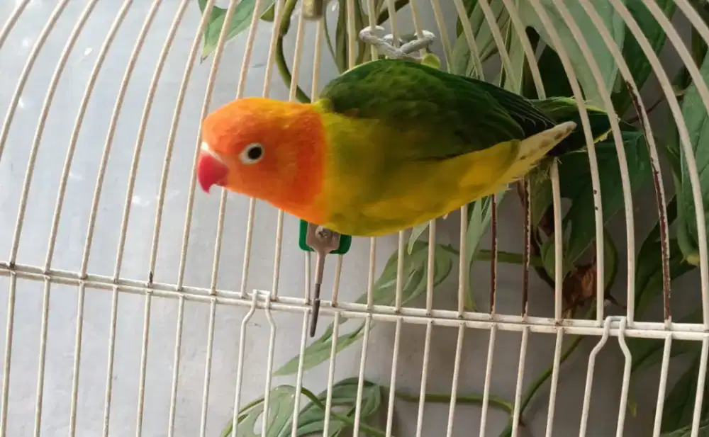 Lovebird love bird unik Biola Half Sider