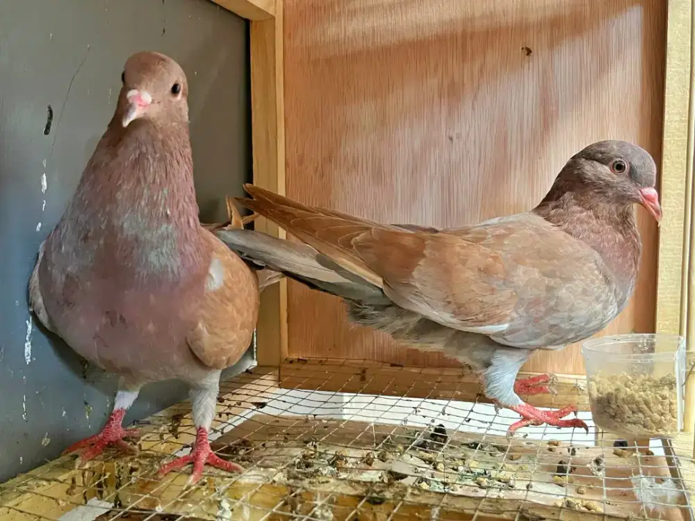 Burung Dara Merpati