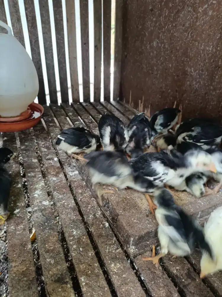 Anak ayam kontrak x bk