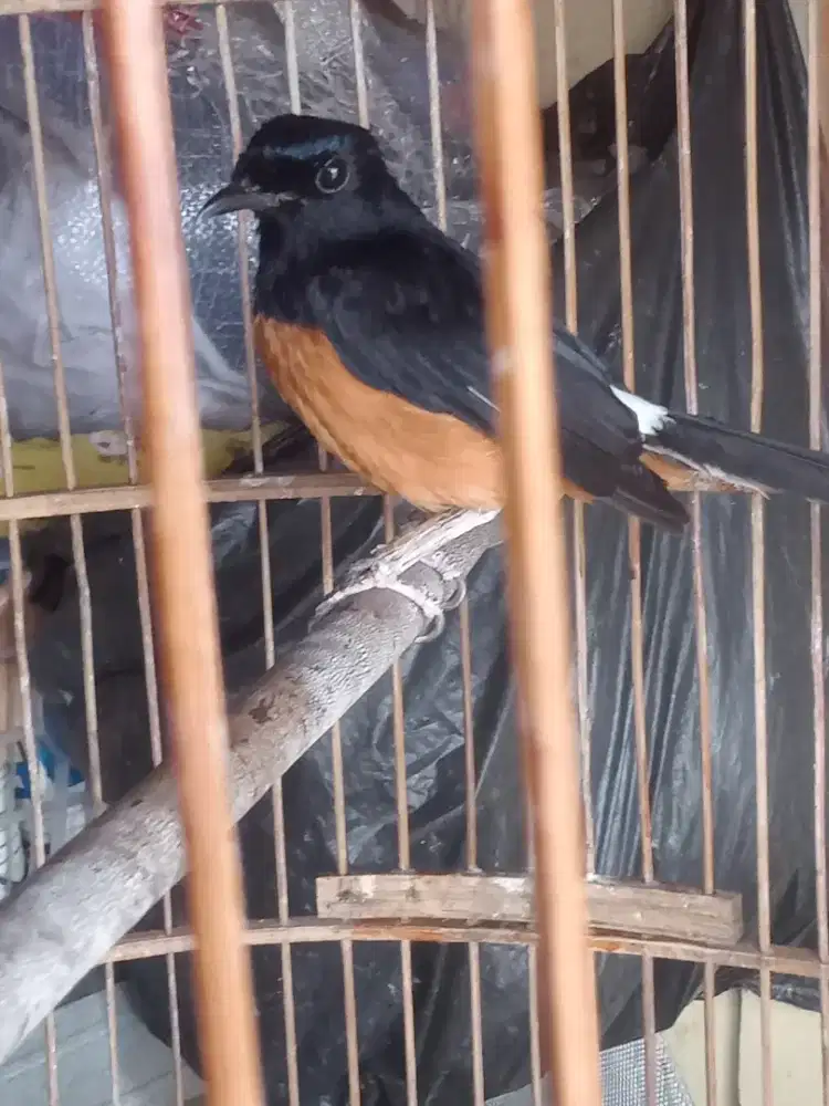 Muray Borneo fs kandang deker