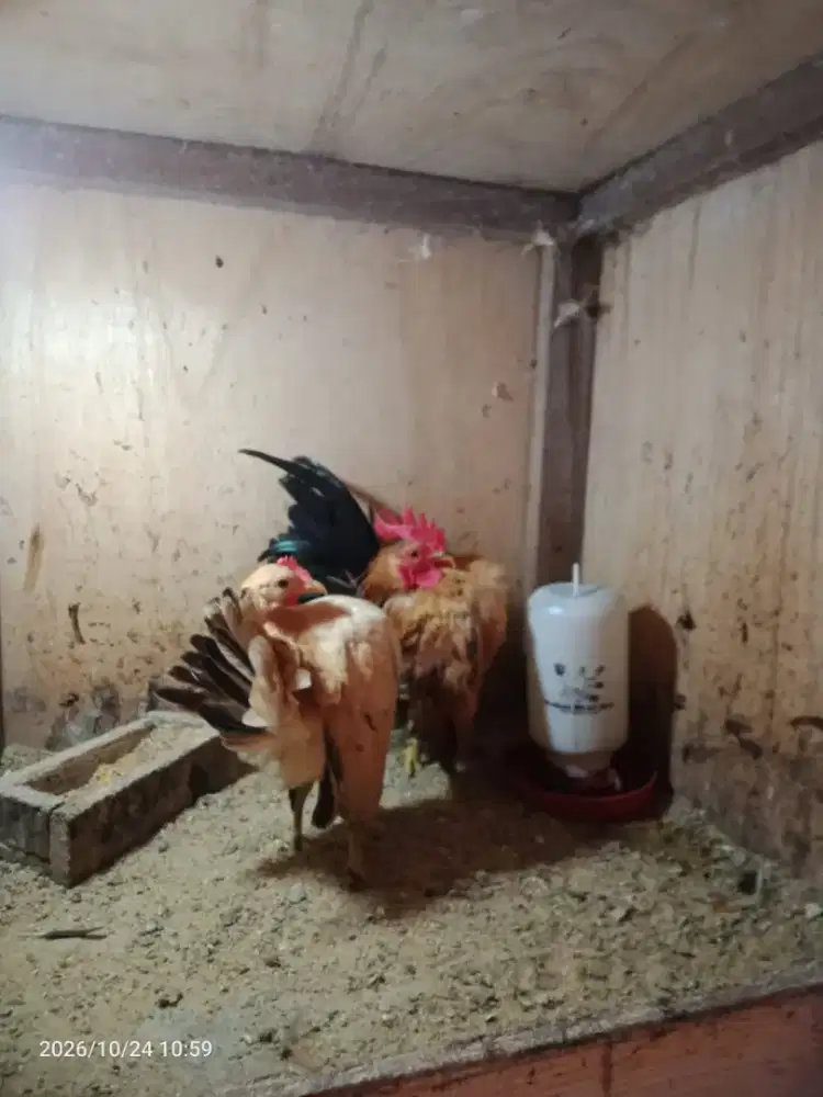 Jual Ayam Serama