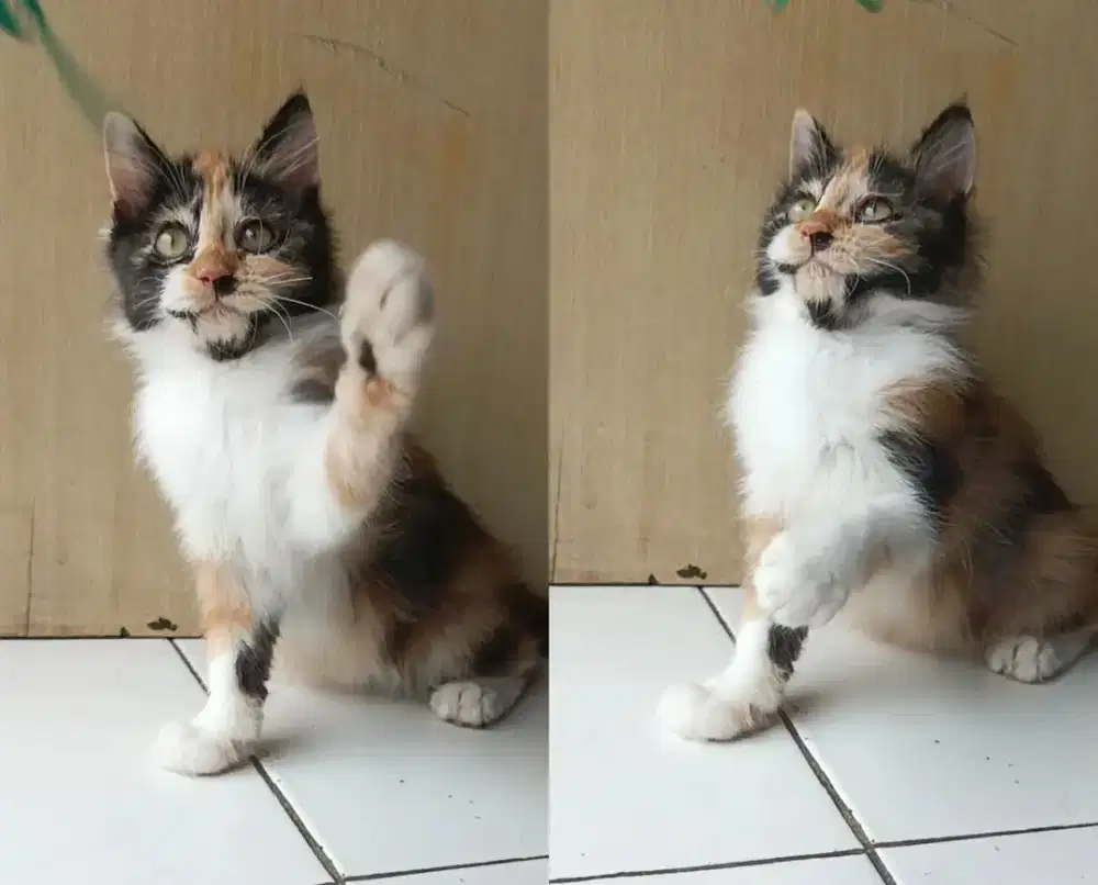 Kitten mainecoon mix persia 3bln