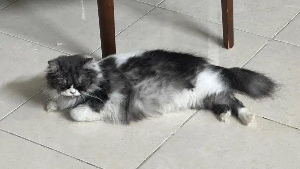 JUALLL CEPETT NEGO TIPIS 3 kucing 2 betina,1 jantan yang full black