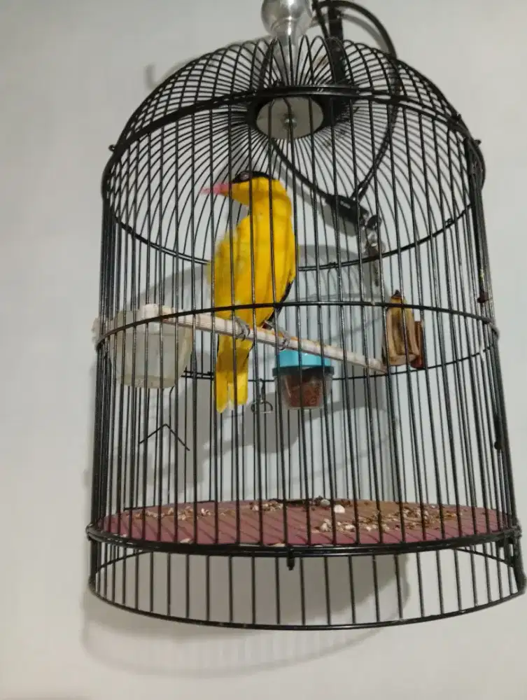 Burung kepodang emas/Bincarung