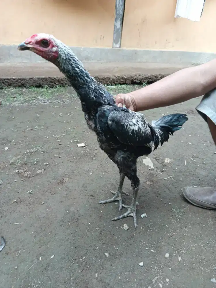 Ayam jenis pama