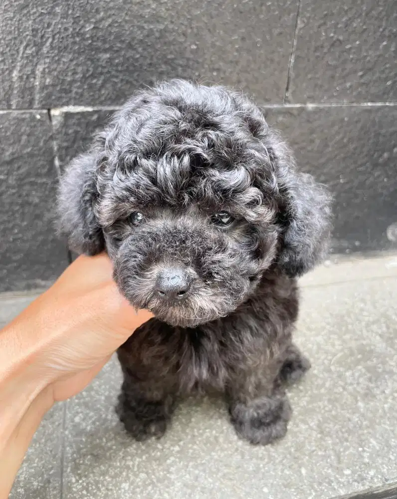 Poodle silver light