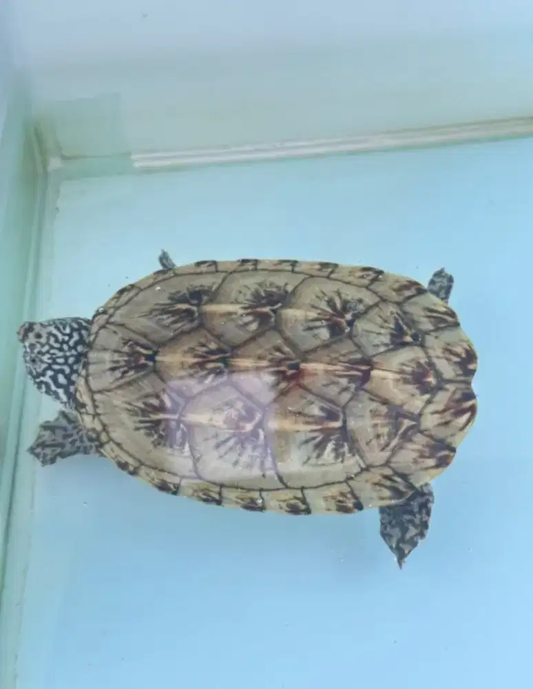 MGM Mexican Giant Musk Turtle 8,5cm