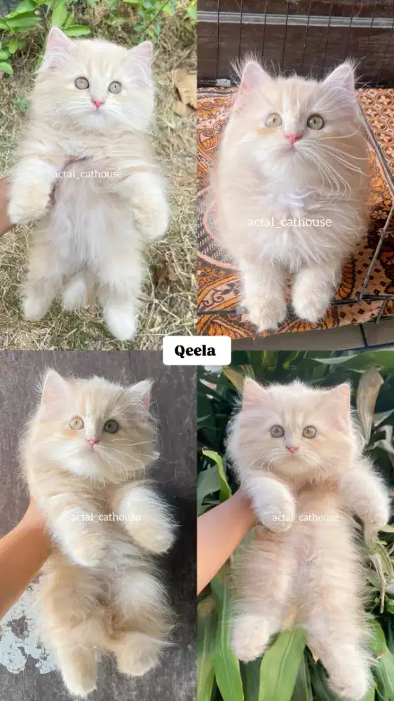 Kucing Persia X Bsh