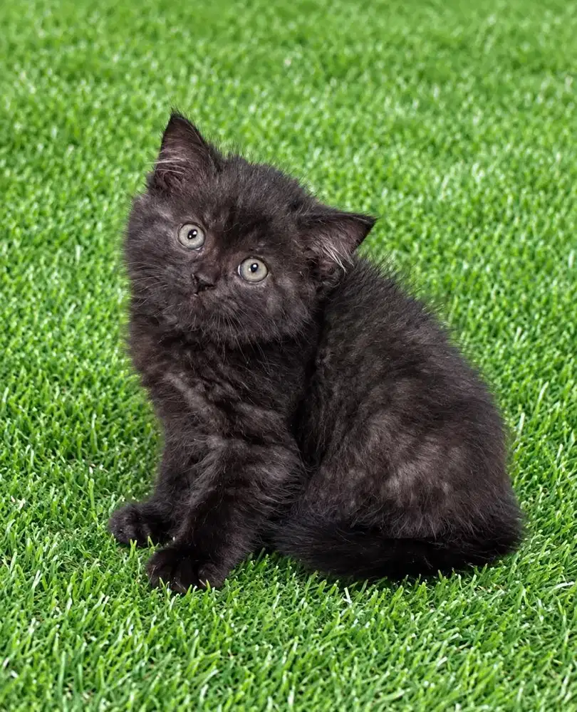 Kitten bsh mix persian 2 bulan