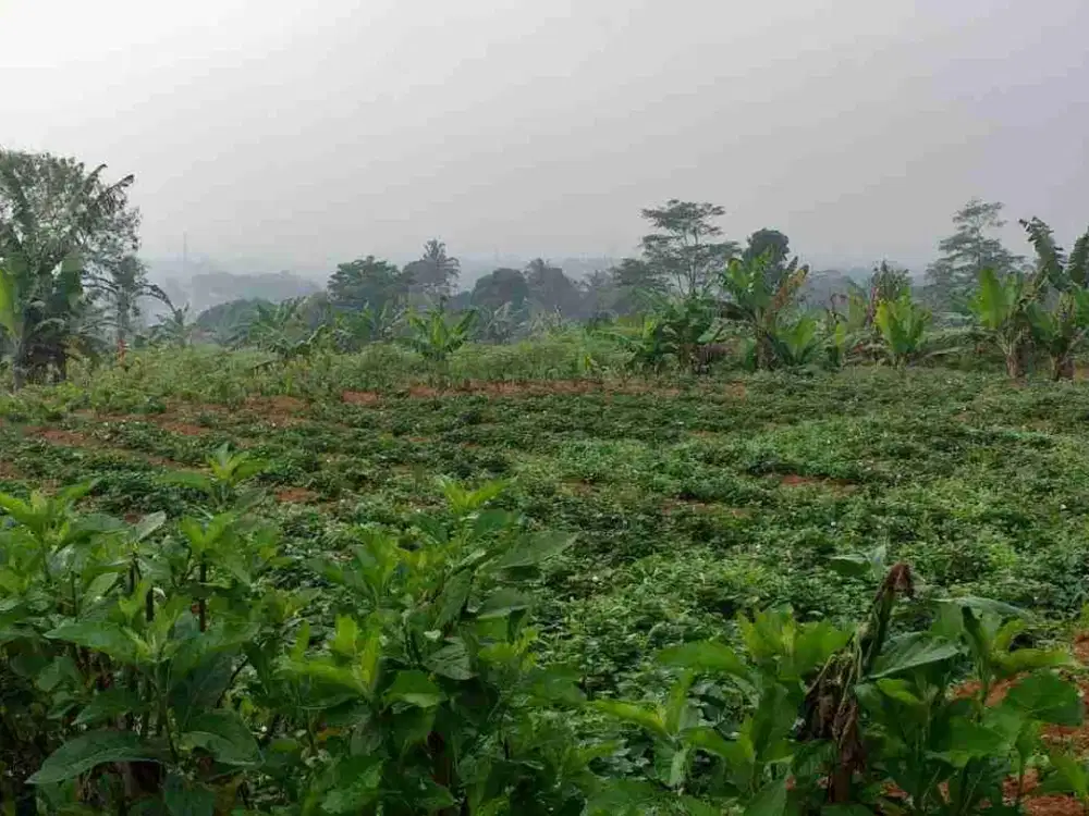 DI JUAL TANAH DI CARINGIN COCOK UNTUK VILA DAN KEBUN