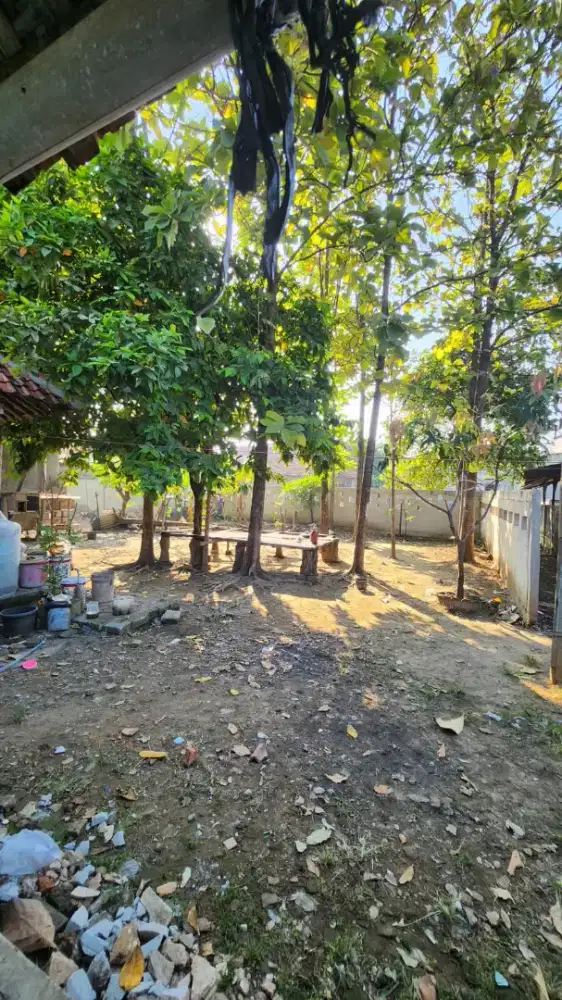 Dijual tanah sejuk masih ditanami pohon jati cocok untuk masa tua
