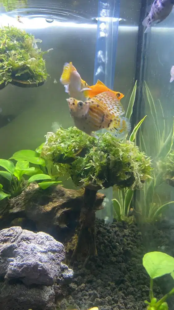 Jual berbagai macam ikan molly siap kontes