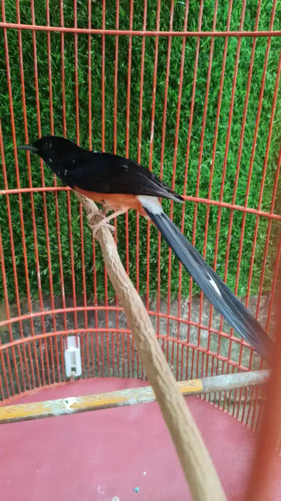 Muray batu blorok prestasi