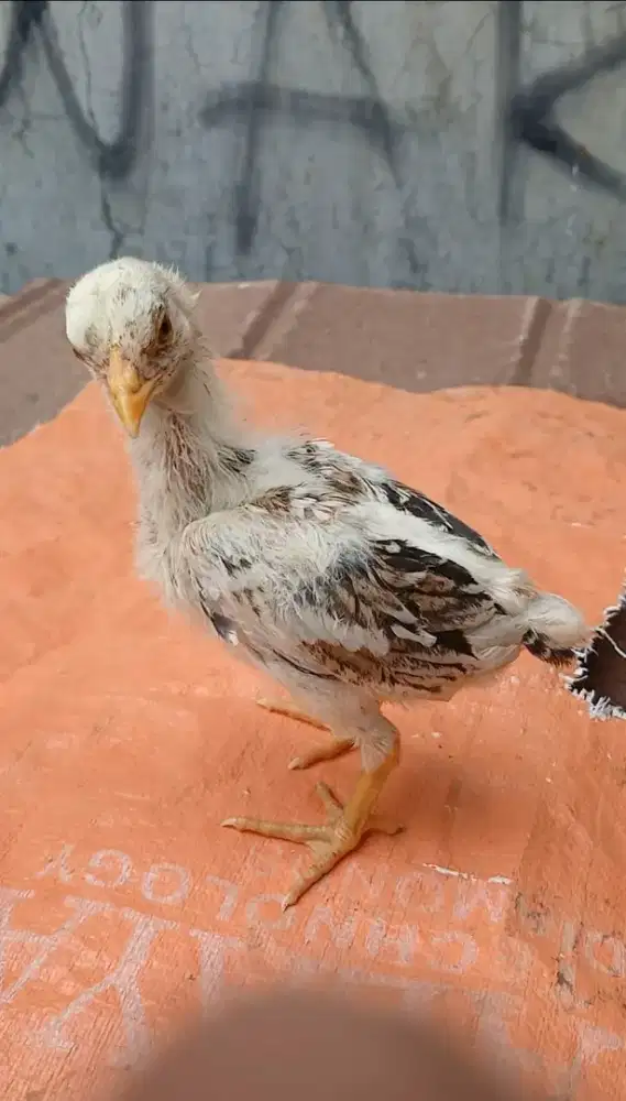 Anakan ayam pamangon