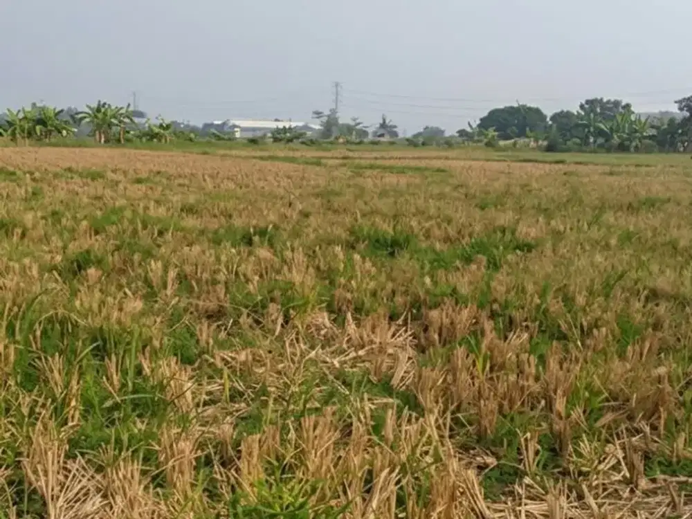LAHAN SUPER LUAS 460 HA DI SERANG BANTEN! COCOK UNTUK INDUSTRI & INVESTASI, SEWA FLEKSIBEL!