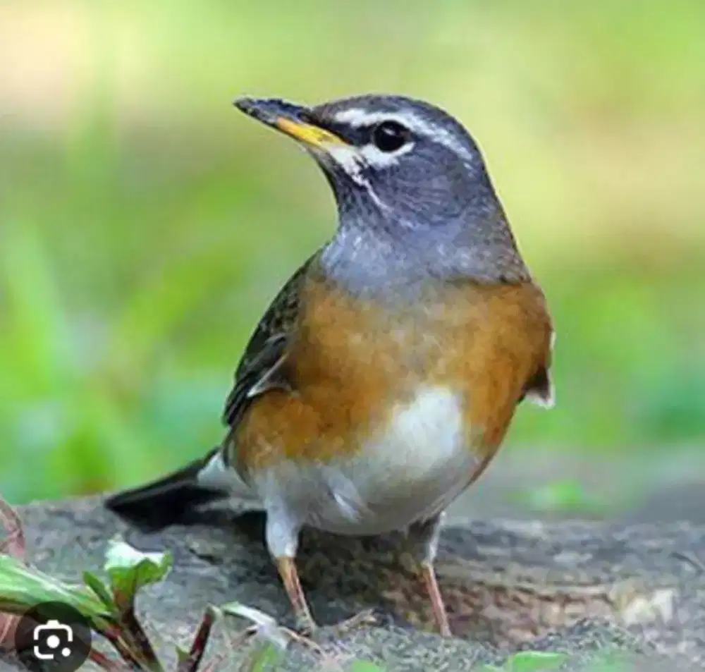 Burung Anis kening