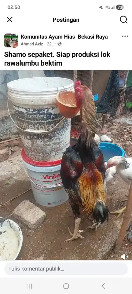 Ayam shamo Eropa sepaket