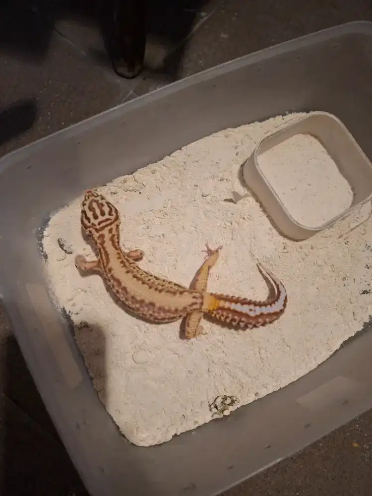 Gecko Bell Bullstripe
